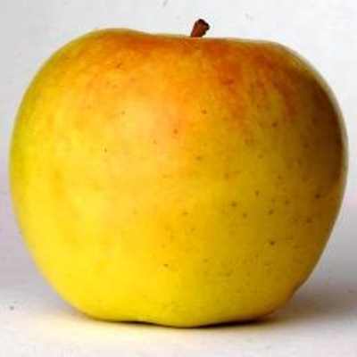 ����� � ���� ������ ������� Malus domestica 